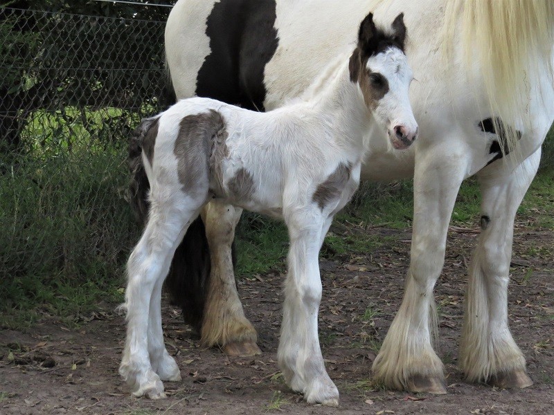 066 Lucky x Gypsy Cob clc 10-11 3d